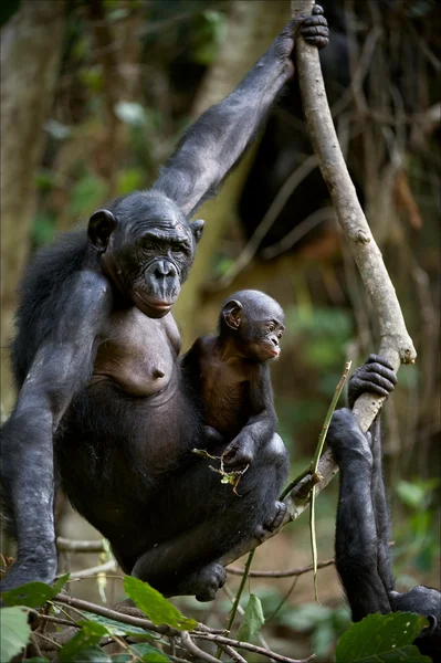 Χιμπατζήδες μπονόμπο με cub. — Φωτογραφία Αρχείου