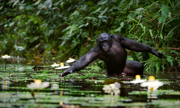 A csimpánz összegyűjti virágok. — Stock Fotó