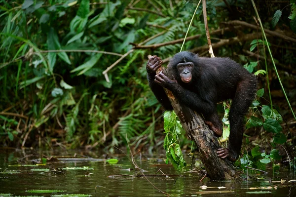 Bonobo on a branch which is sticking out of water. — Stock Photo, Image