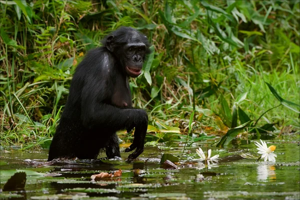 El chimpancé recoge flores. 2. —  Fotos de Stock
