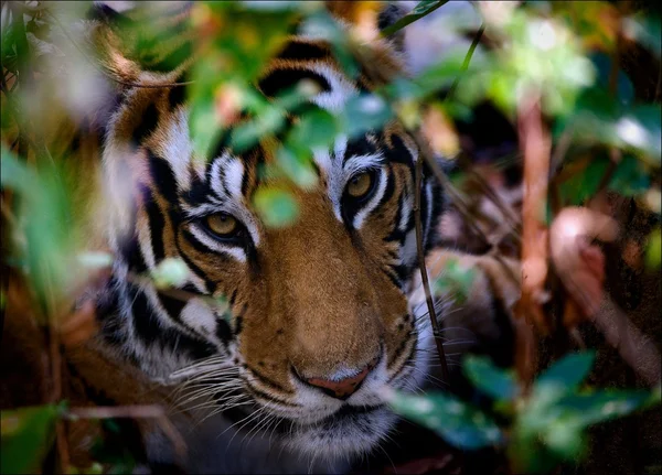 Porträt eines Tigers im Gebüsch. — Stockfoto