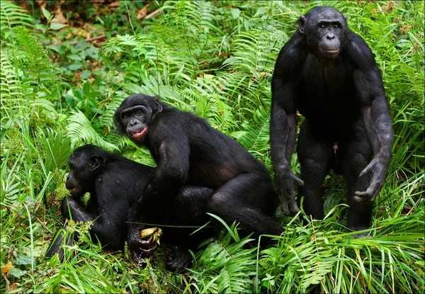 Бонобо любят. 2 шт. — стоковое фото