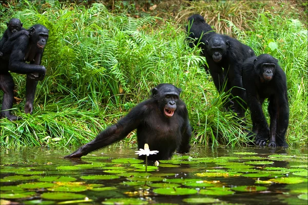 The chimpanzee collects flowers. 3 — Stock Photo, Image