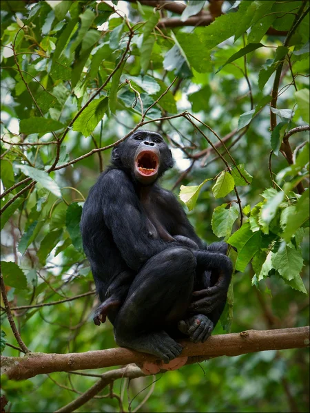 Bonobo op een tak. — Stockfoto