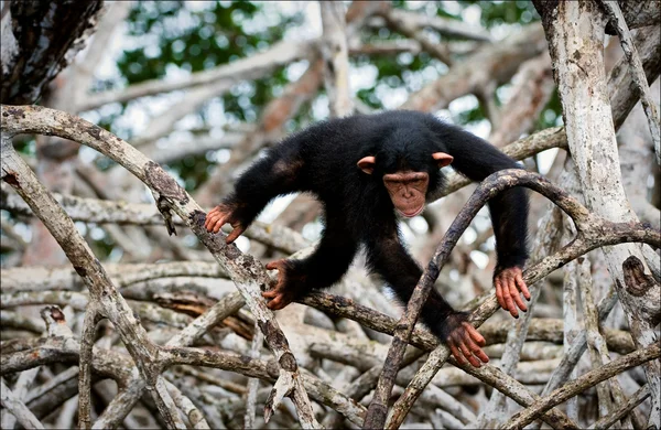 O miúdo de um chimpanzé . — Fotografia de Stock