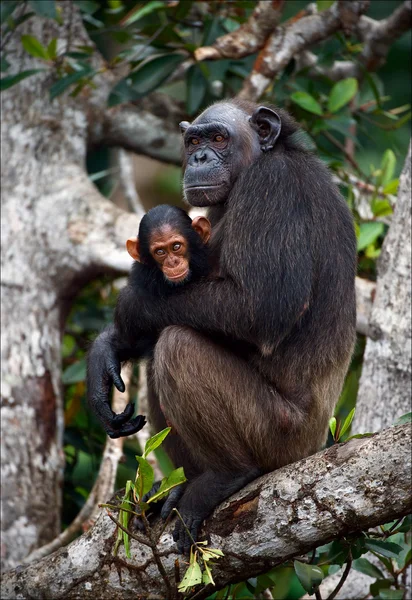 Šimpanz s mládě na mangrovových větve. — Stock fotografie
