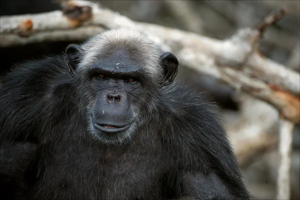 肖像 cimpanzee。3 — 图库照片