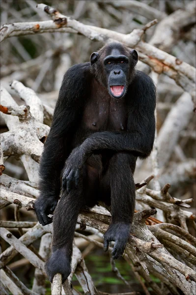 Portrait of the adult female of a chimpanzee. — Stock Photo, Image