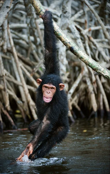 Chimpansee op wortels mangrove boom. — Stockfoto