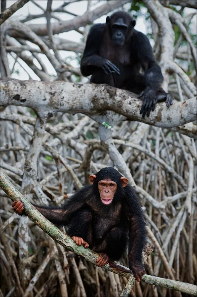 Chimpanzee on roots mangrove tree. — Stock Photo, Image