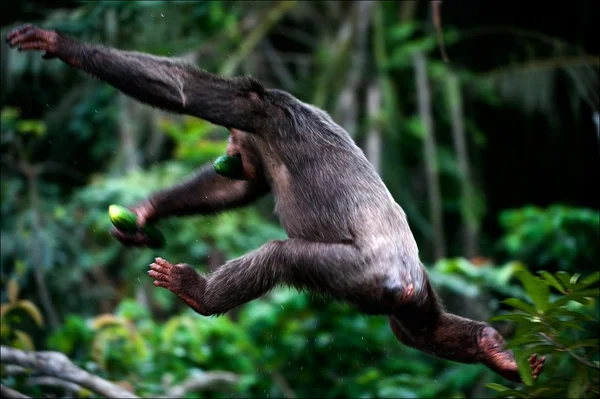 stock image The chimpanzee escapes.