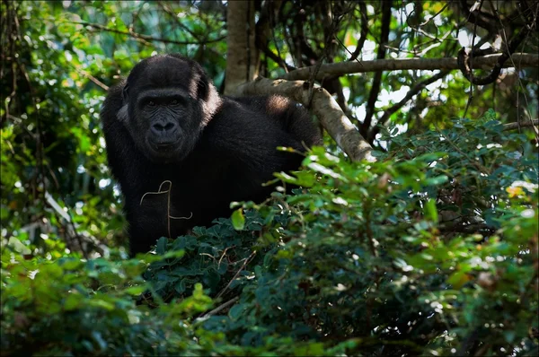 Le jeune gorille mâle des basses terres . — Photo