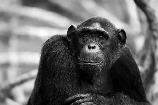 흑백 초상화 침팬지. — 스톡 사진