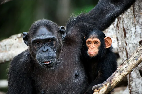 黑猩猩与红树林分支上一只幼崽. — 图库照片