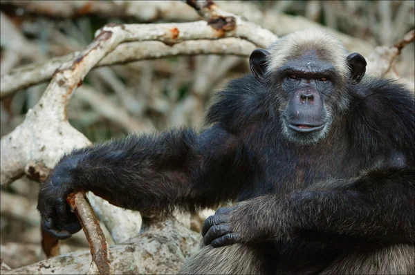 一只黑猩猩在分支机构红树林灌木丛中的肖像. — 图库照片