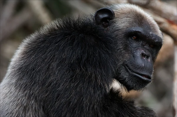 Retrato de cimpanzee. 5. — Foto de Stock