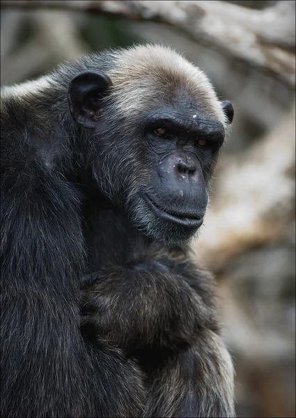 肖像 cimpanzee。5 — 图库照片