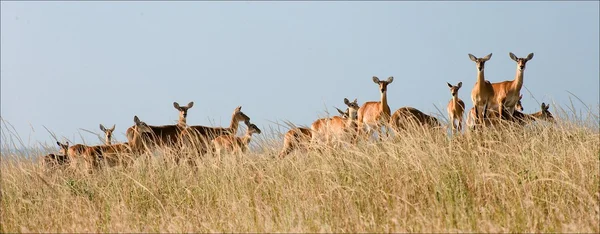 Groep van gazellen. — Stockfoto