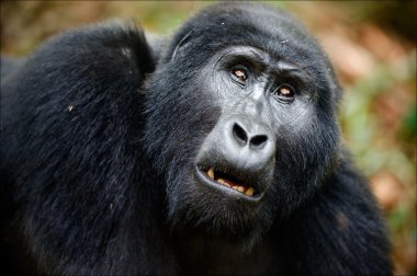 Portrait of a mountain gorilla at a short distance. clipart