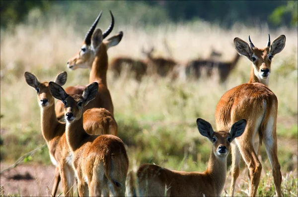 Gruppe von Antilopen die Impala. — Stockfoto