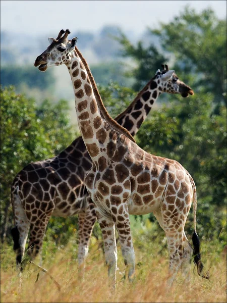 Два жирафа . — стоковое фото