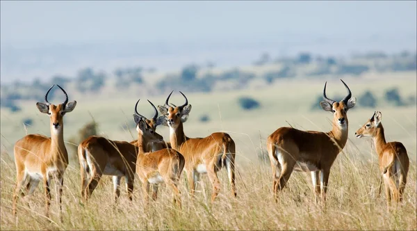 Grupy antylop impala. — Zdjęcie stockowe