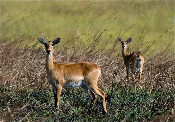 Impala (fêmea ) — Fotografia de Stock