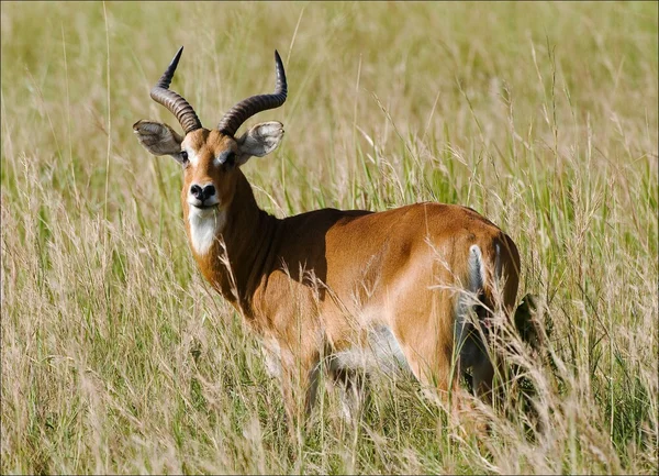 Impala antilopica . — Foto Stock