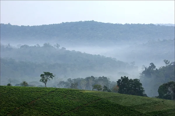 Plantaciones de té Bwindi . — Foto de Stock