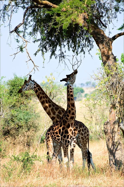 Dwa żyrafy pod drzewem. — Zdjęcie stockowe