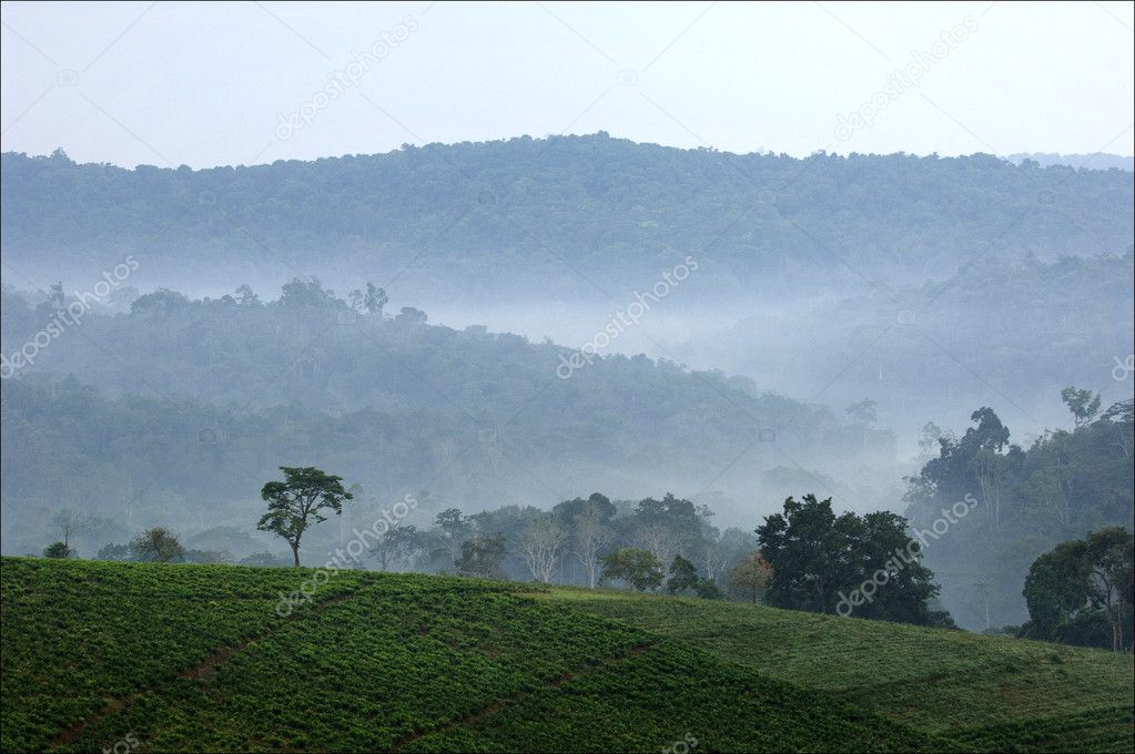 Bwindi tea plantations.
