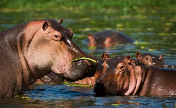 Hipopotam w torfowisko. — Zdjęcie stockowe