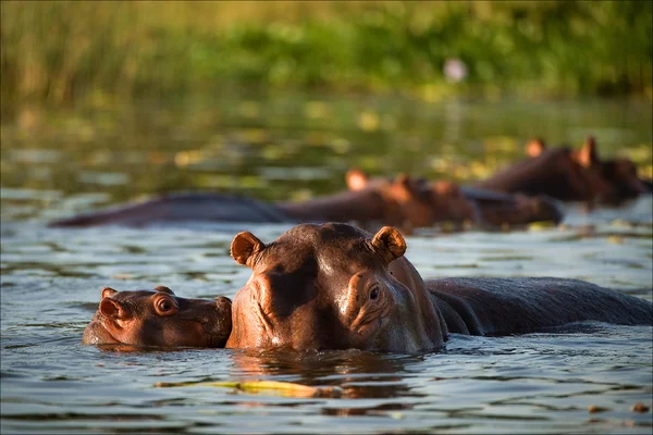 Kiss hippopotamus. — Stock Photo, Image