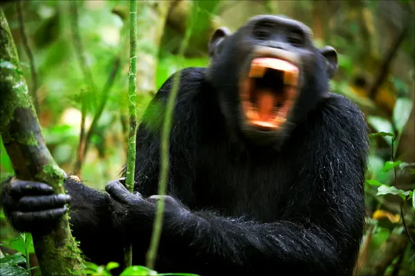 Schreit ein Schimpanse. — Stockfoto