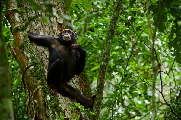 Chimpanzee on a tree. — Stock Photo, Image
