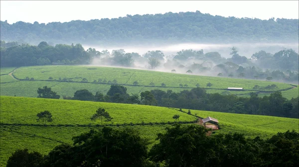 Чайные плантации Бвинди. 3 недели — стоковое фото