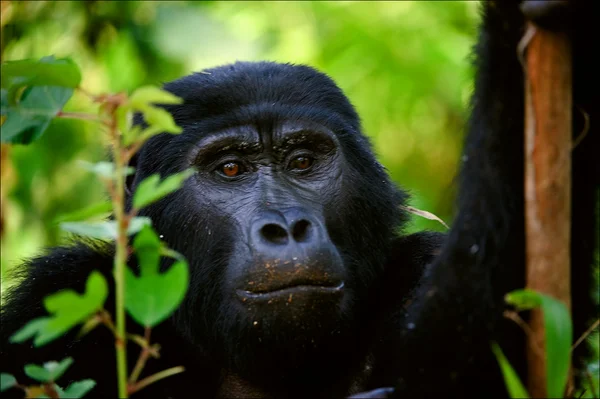 在很短的距离的山地大猩猩的肖像. — 图库照片