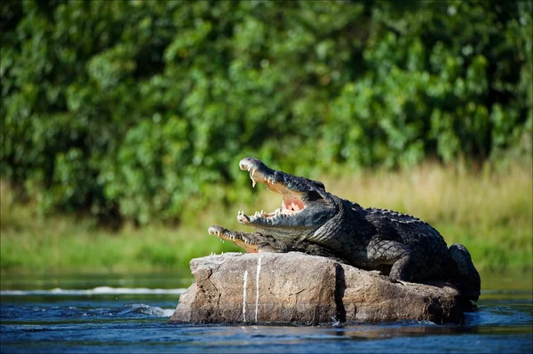 Crocodilo do Nilo . Fotografias De Stock Royalty-Free