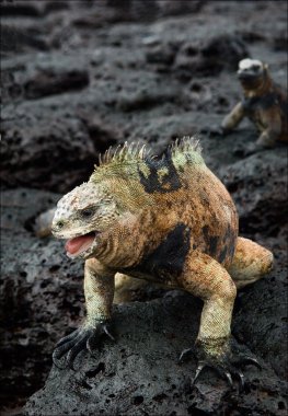 The male of the marine iguana. clipart