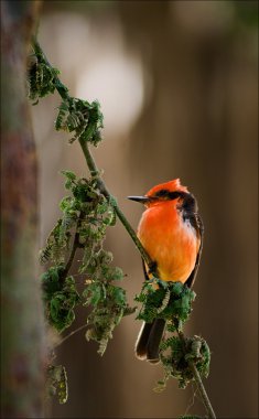 The Vermilion Flycatcher. 3 clipart