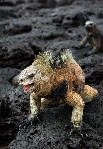 The male of the marine iguana. — Stock Photo, Image