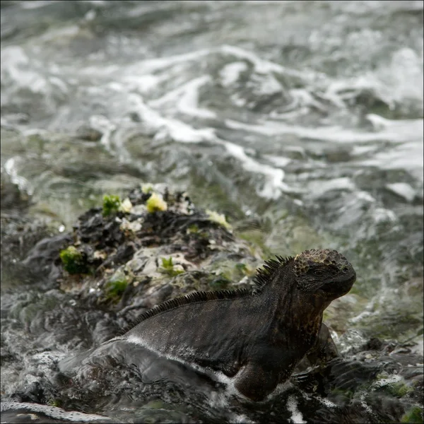L'iguane dans un surf . — Photo