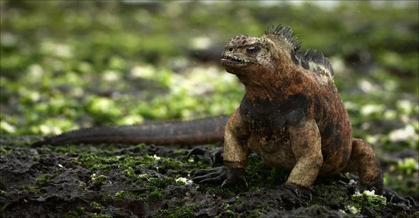 Iguana na kamienie z wodorostów. — Zdjęcie stockowe
