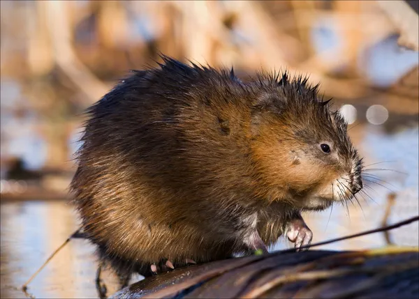 Le rat musqué (Ondatra zibethicus) ). — Photo
