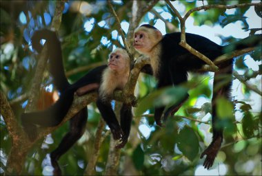 Two Capuchins. clipart