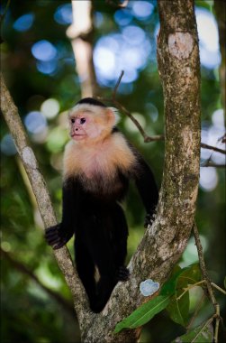The Capuchin on a tree. clipart