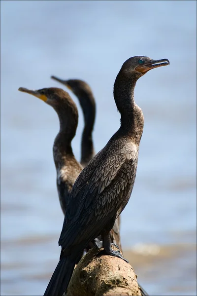 Tre cormorani . — Foto Stock