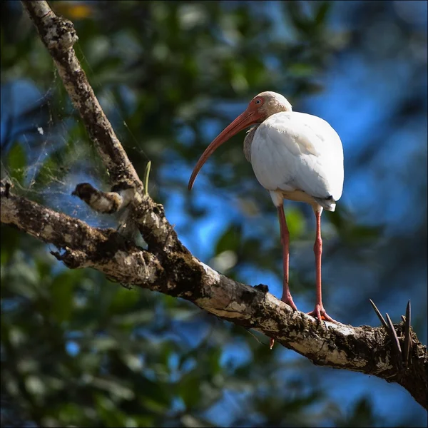Amerikanska vita ibis. — Stockfoto
