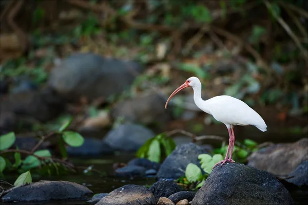 Vit ibis. — Stockfoto