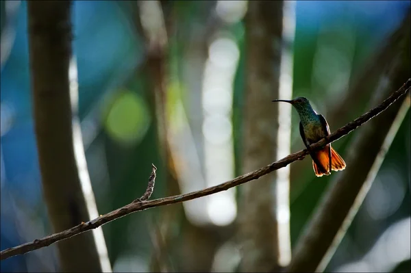 Der Kolibri auf einem Ast. — Stockfoto